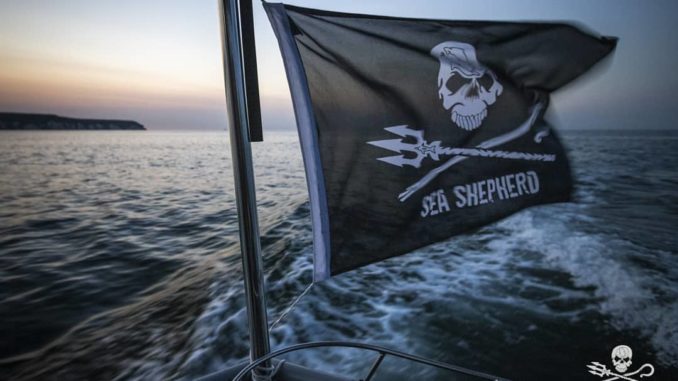 sea shepherd Flagge auf Boot